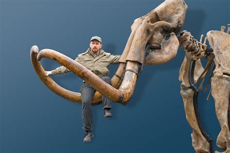 Russian woolly mammoth skeleton (Mammuthus primigenius) - one of the biggest in the world ...