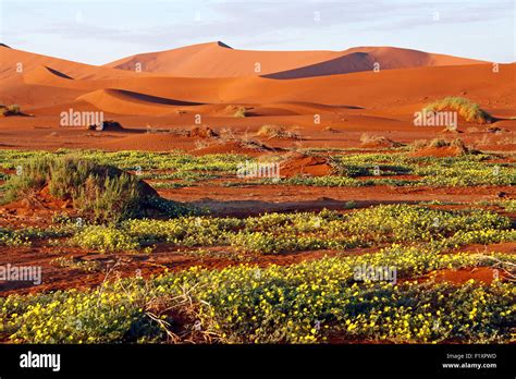 Namib desert bloom hi-res stock photography and images - Alamy