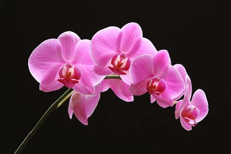 The Pink Orchid Photograph by Juergen Roth - Fine Art America