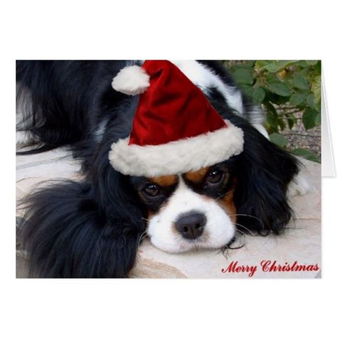 Cavalier King Charles Christmas card | Zazzle