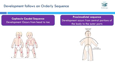 Principle of Development - Child Development and Pedagogy for CTET Exam - YouTube