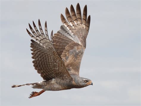 Gabar Goshawk - eBird