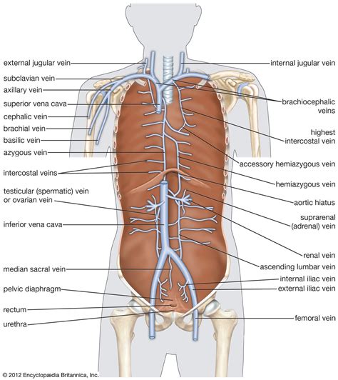 Human cardiovascular system - Pulse, Circulation, Blood Vessels ...