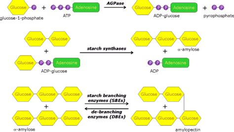 Starch synthesis and its manipulation