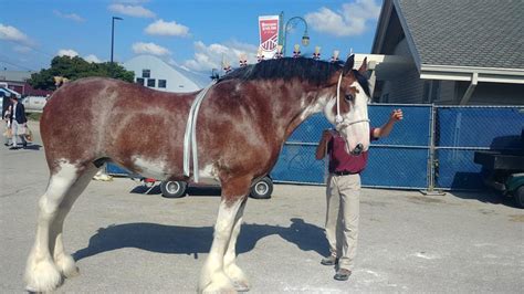 World Clydesdale Show Comes to Madison - Mid-West Farm Report