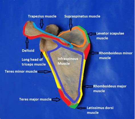 Scapula - Anatomy of The Upper Limb