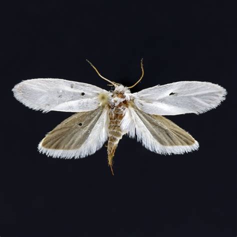 Yucca Moth (Tegeticula yuccasella) - Insects of Iowa