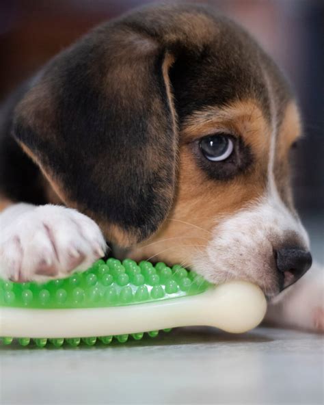 Puppy Teething Timeline: Complete Guide (Updated 2022)