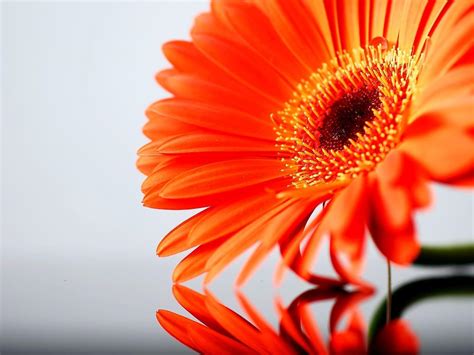 Gerbera Daisies Wallpapers - Wallpaper Cave