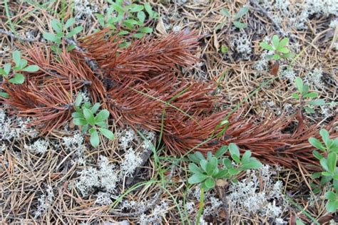 Red Pine Needles Forest Free Stock Photo - Public Domain Pictures