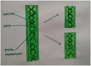 Fragmentation In Spirogyra Diagram