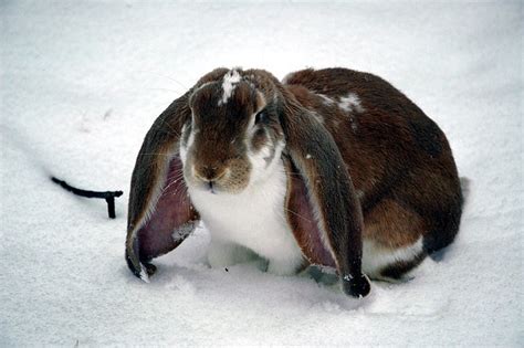 English Lop Rabbits USA Rabbit Breeders - Cute Animal Wallpaper