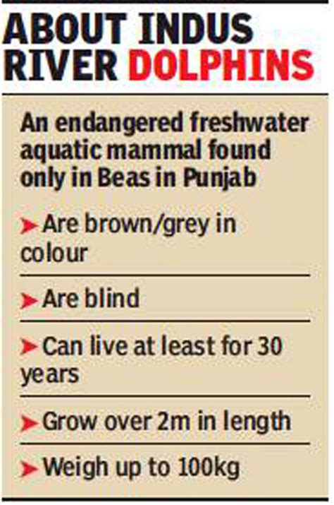 Project Dolphin: Punjab official buoyed by hope | Chandigarh News ...