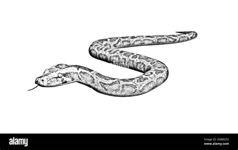 Snake drawing Black and White Stock Photos & Images - Alamy