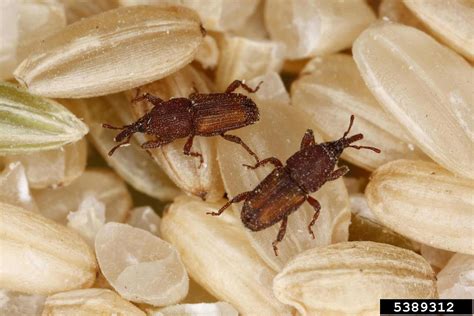 rice weevil (Sitophilus oryzae)