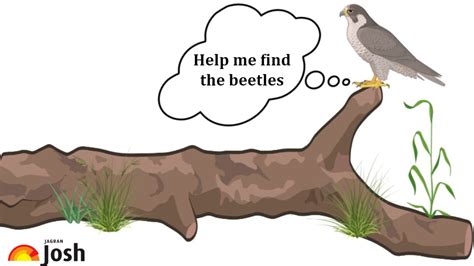 Tricky Science Puzzle: We Dare You to Count the Beetles in 60 Seconds