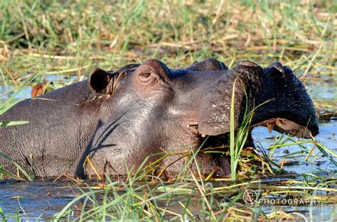 Botswana Wildlife – Ramdas Iyer Photography