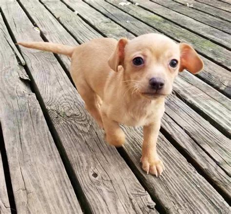 Chiweenie Puppies For Sale | Zion, IL #315873 | Petzlover