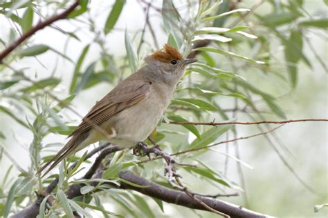 Eurasian Blackcap – Flight for Survival