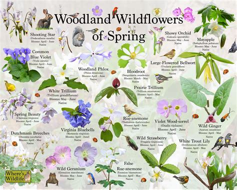 Woodland Wildflowers Of Spring Flower Identification Poster / - Etsy España