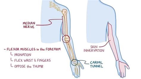 Median Nerve Injury Cause, Symptoms, Treatment, Exercise: - Samarpan