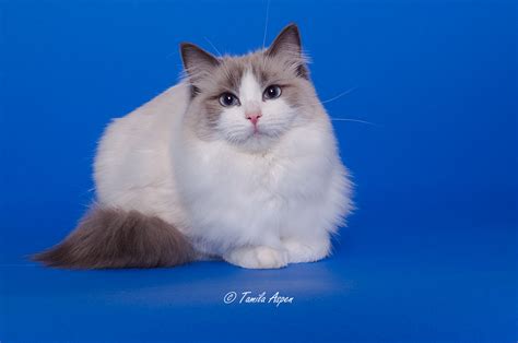 Tortoiseshell Ragdoll Cat Colors | Best Cat Wallpaper