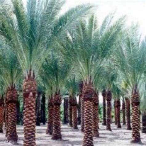 Buy Date Palm Plant online in India at cheap price on plantsguru.com