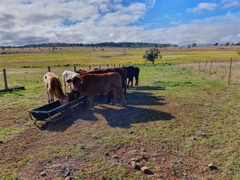 Missing cattle, Pittsworth - Queensland Police News