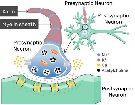 Neurotransmitter Release At Cholinergic Synapses | GetBodySmart