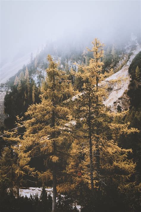 yellow pine trees photo – Free Plant Image on Unsplash