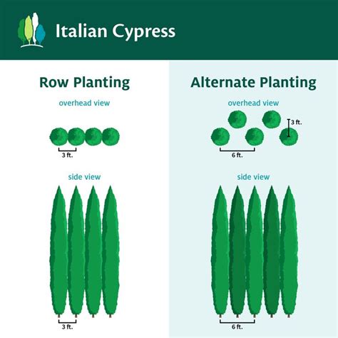 the different stages of plant growth in italian cypresss and how they ...