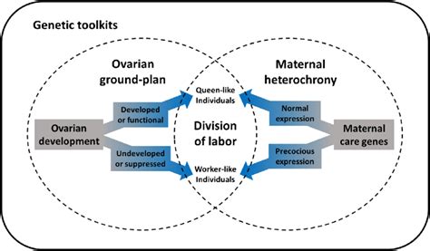 Nestedness and interconnectedness of major social evolutionary ...