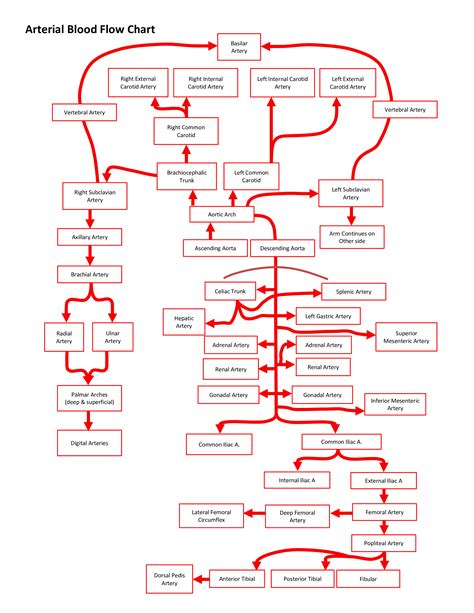 Arterial Flow Chart