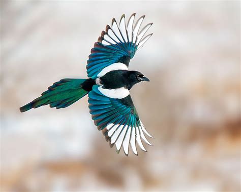 Black-billed Magpie | Audubon Field Guide