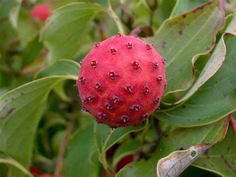 The Fruit of Cornus Kousa Dogwood Tree