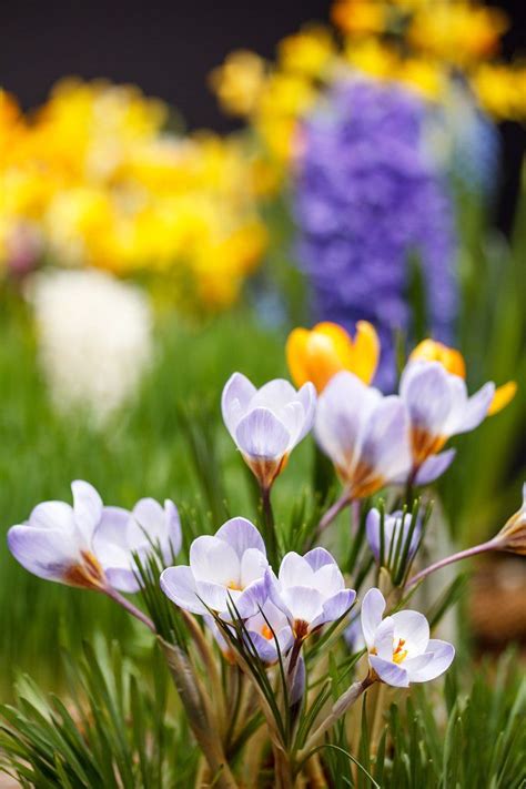 Purple and yellow crocuses | Yellow crocus, Crocus, Purple