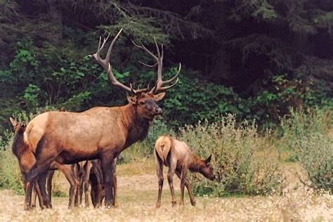 71 best redwood animals images on Pinterest | National parks, State parks and Bird nests