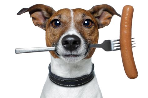 HD wallpaper jack russell terrier fork sausage humor white background