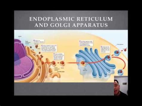 Endoplasmic Reticulum and Golgi Apparatus Tutorial - YouTube