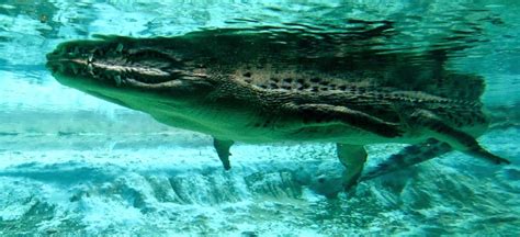 www.fromatravellersdesk.com: The Alligator Farm & Zoological Park ~ St. Augustine