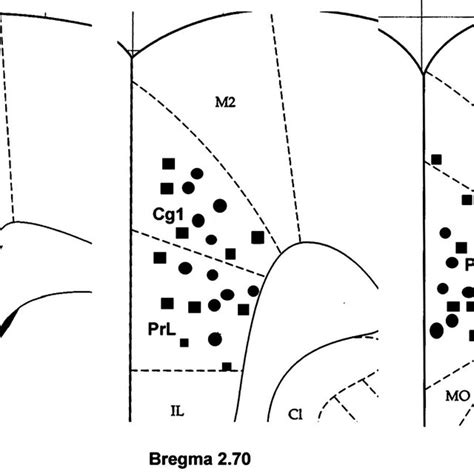 Location of neurons recorded in the anterior cingulate cortex (ACC).... | Download Scientific ...