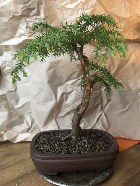 Araucaria Cunninghamii, possible indoor bonsai! Never seen one here ...