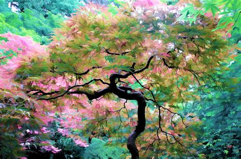 Japanese Maple Tree Painting Photograph by Athena Mckinzie