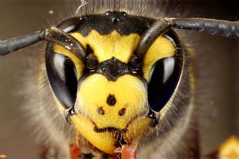 Wasp's head - macro 5x zoom from Canon MP-E 65mm by DavidZavoral on ...