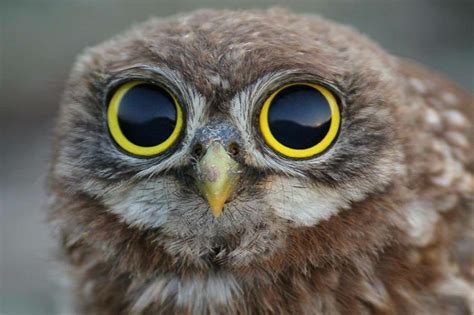 owl with big eyes - Google Search | Boneka burung hantu, Hewan, Anjing