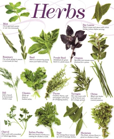 Herbs and their uses | Al's Place