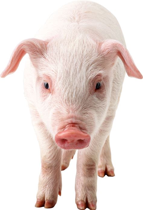 Pig frontview PNG Image | Pig images, Pig png, Photoshopped animals