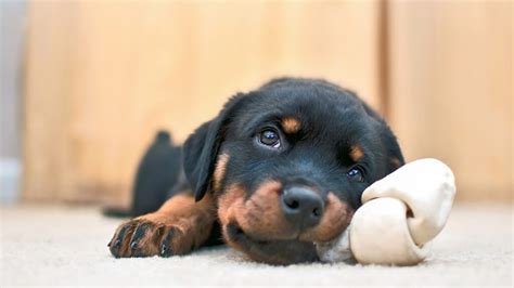 360+ Adorable Rottweiler Names | Names Cluster