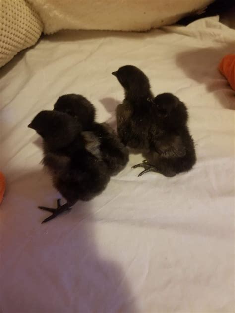 AYAM CEMANI HATCHING EGGS – Country Haven Farm LLC