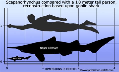 Top 10 Prehistoric Sharks